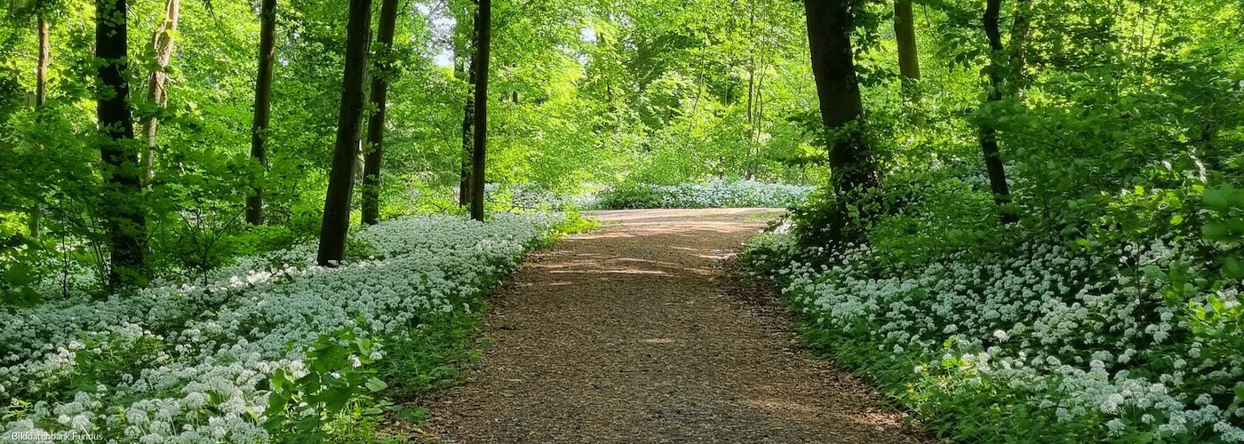 Der Bärlauch blüht im Wald