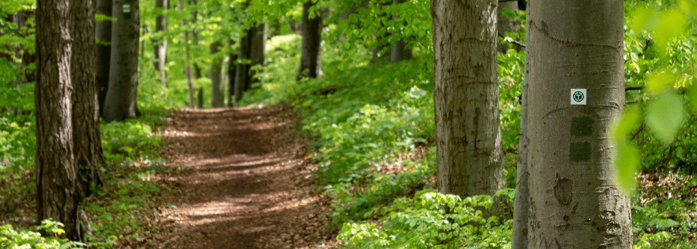 Waldweg