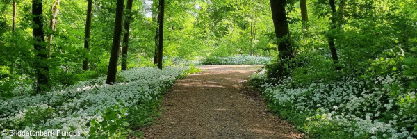 Der Bärlauch blüht im Wald