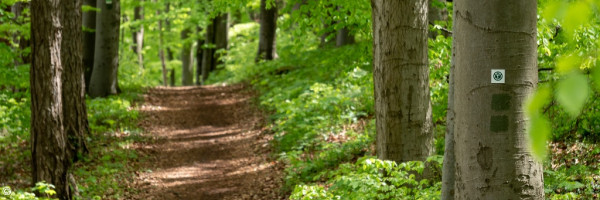 Waldweg